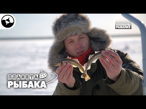 Навага. Зимняя рыбалка. Северодвинск | Планета рыбака