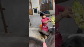 #gopi eating chapati and raw vegetable #cowlover #funny #ekamtandan #highlights #lifeisbutadream