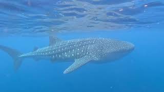 Whale Shark Swim Ningaloo Reef