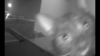 Kitten attacks and carries away security camera!