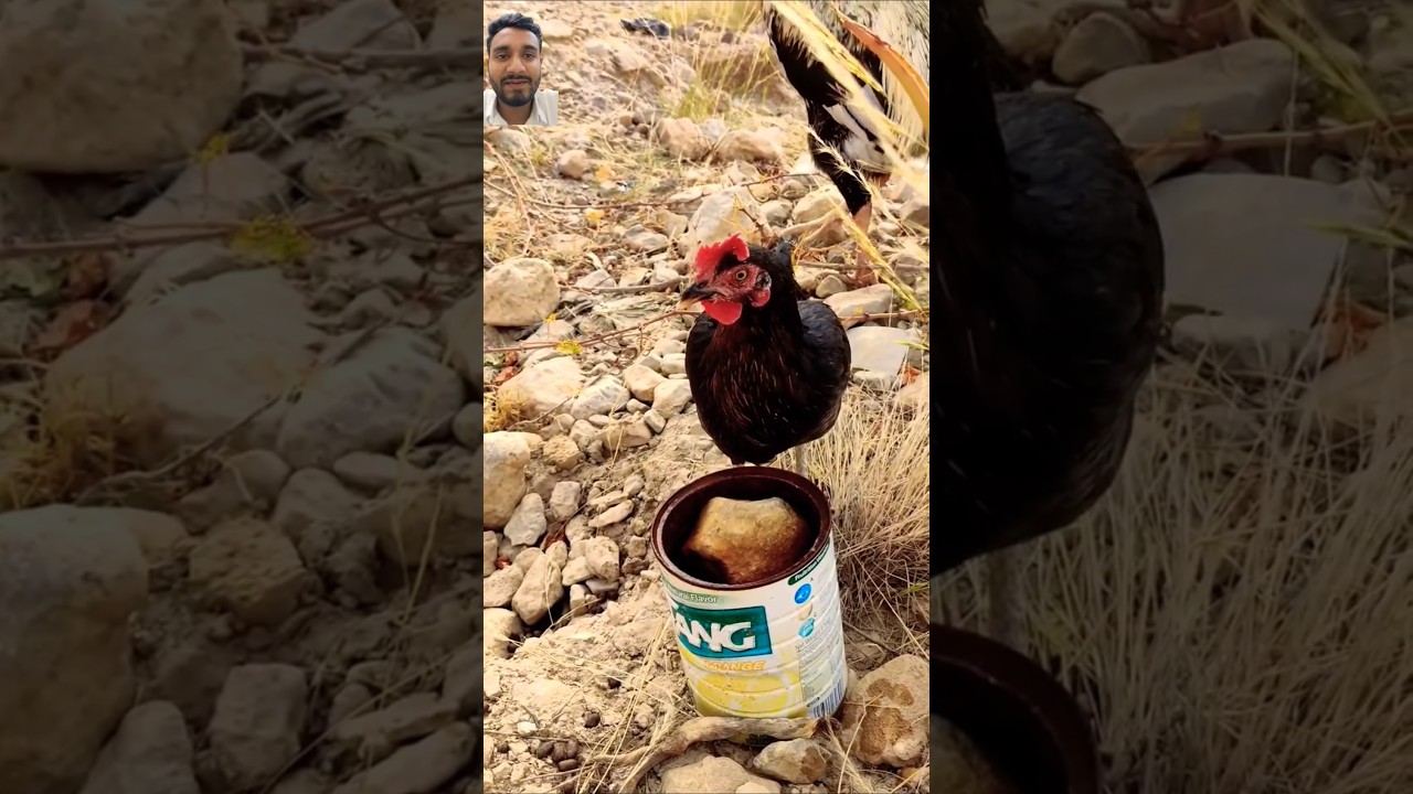 Fowl Play Hydration:cute Hen's Water Adventure 