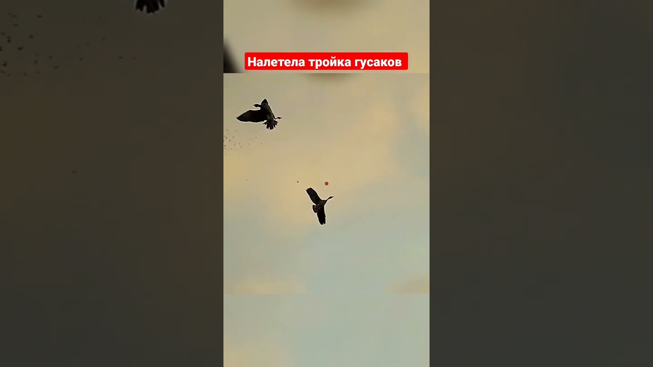 Налет тройка Гусаков.Забрали всех 🎯👍 