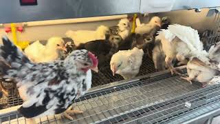 Начался выводок породистых цыплят в двух инкубаторах