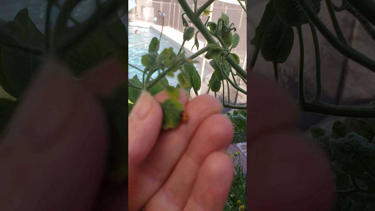 Lady bug pupa on tomato leaf wiggles when touched