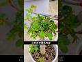 99％が知らない！バラの花が増える剪定のコツ