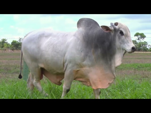 Lote 47   2717 -  Fazenda Modelo