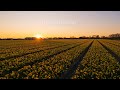 Narcissus Field in Bloom Near Keukenhof #timelapse #keukenhof #sunset