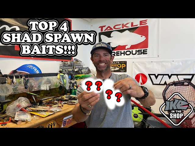 How to Find a Productive Shad Spawn - Wired2Fish