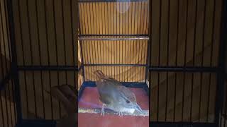 Kapas Tembak Emosi #kapastembak #kicaumania #gacor