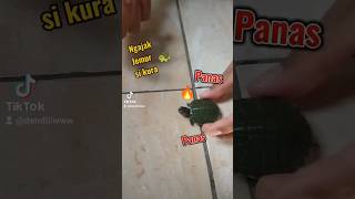 Ngajak jemur dan ngasih makan baby kura-kura brazil 😊#kurakura #kurakuralucu #kurakuraair