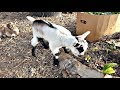 Raising Dairy Goats in Your Permaculture Backyard