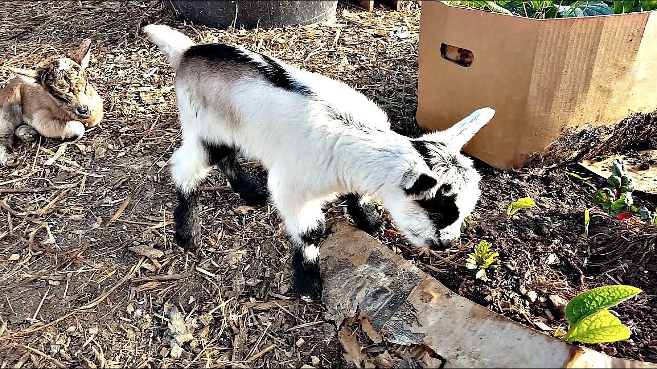 Raising Dairy Goats In Your Permaculture Backyard Youtube