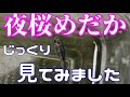夜桜めだかをじっくり見てみます。夢中めだかで買ってきた夜桜めだかをみる！グレード低いのか？上から横からみる！【楽めだか】