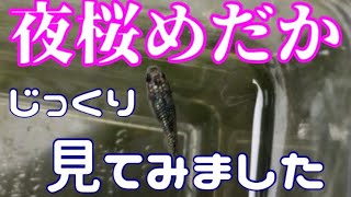 夜桜めだかをじっくり見てみます。夢中めだかで買ってきた夜桜めだかをみる！グレード低いのか？上から横からみる！【楽めだか】