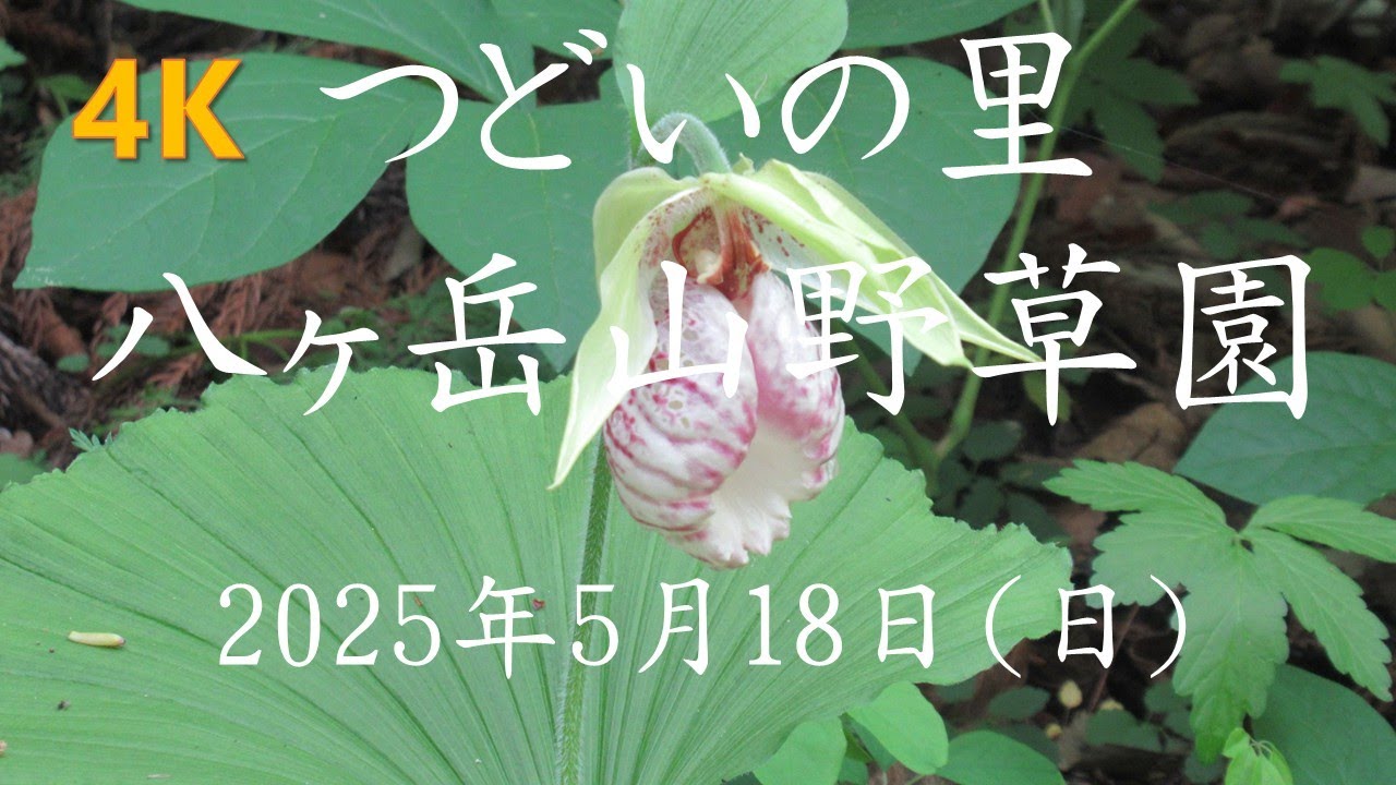 【4K】つどいの里 八ヶ岳山野草園－2025年5月18日(日)