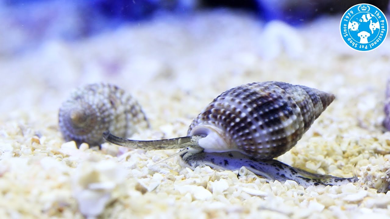 チャーム 海水魚 貝 リュウキュウムシロガイ Nassarius Marbaritifer ムシロガイcharm動画 Youtube