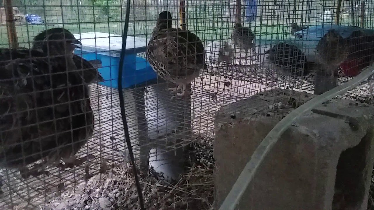 Jumbo coturnix quail system update 