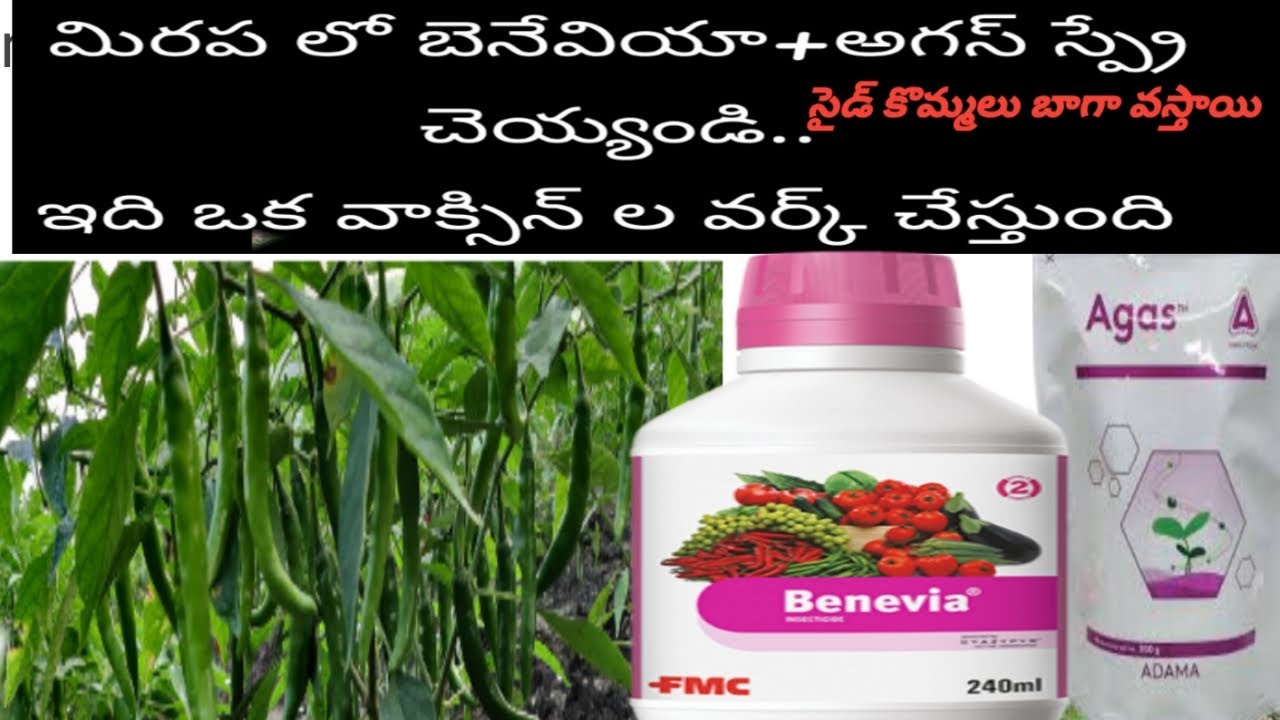 FMC Benevia +Adama Agas #మిరప లో 5th spray# Mirchi లో ఇది కొట్టి చూడండి ...