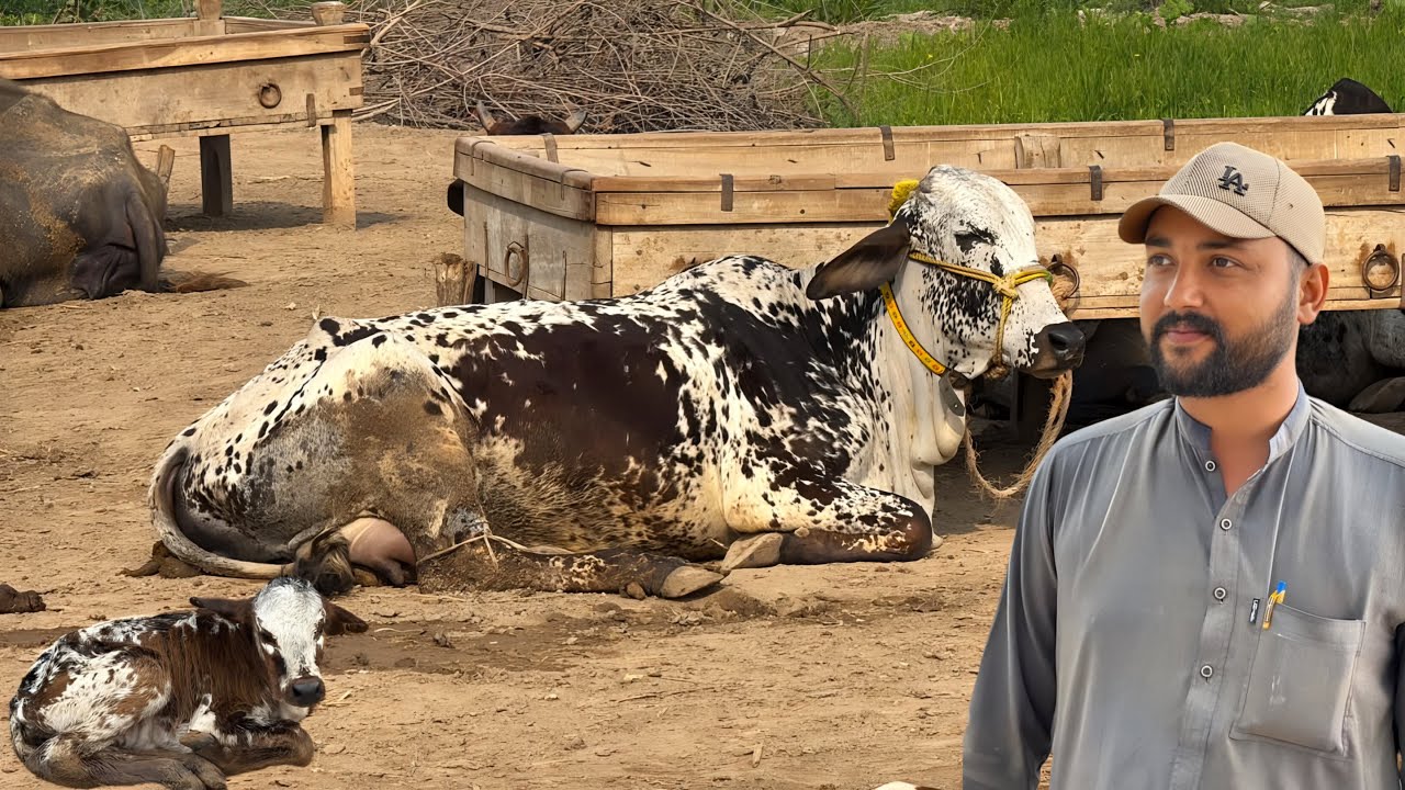 Hamari Ghar Ki Pali Pehli Gaye Bacha Dene Wali Hai! ❤️