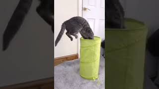 Кот прыгает в мешок #Tik Tok #Shorts #Тик Ток #ПриколКоты #Catstiktok