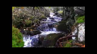 Contemplative Improvisation for Synthesizers and Forest Stream