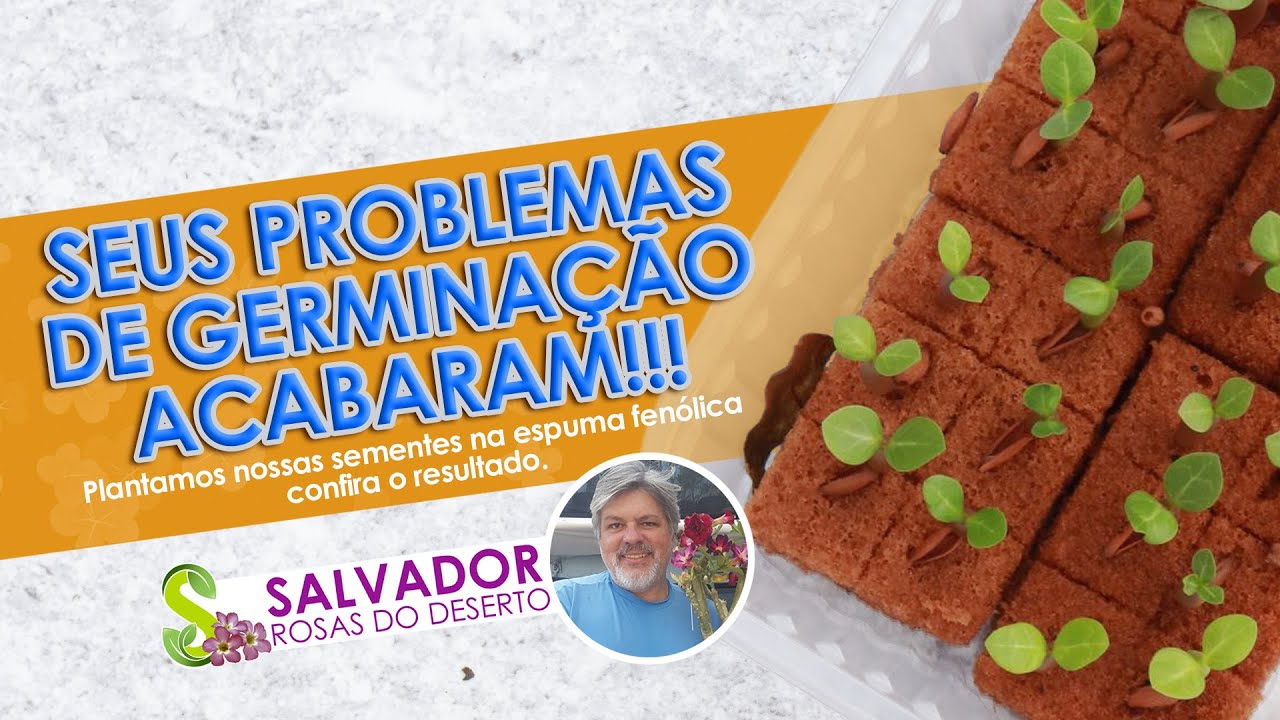 PLANTIO DE SEMENTES DE ROSA DO DESERTO EM ESPUMA FENOLICA NUNCA MAIS PERCA SUAS SEMENTES