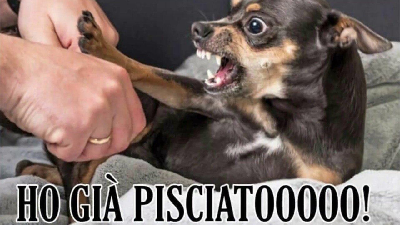 I post più divertenti sul coronavirus