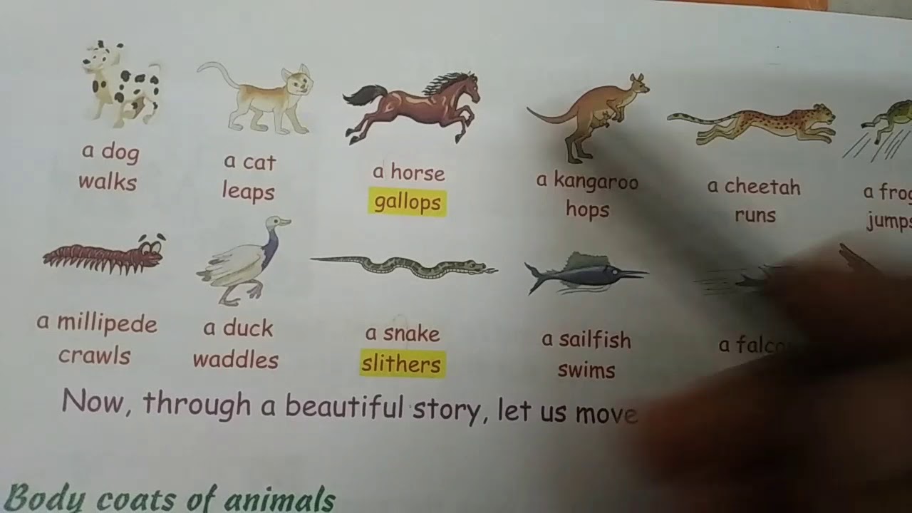 Class 2 EVS Lesson 5 Animal life( body movements and body coats) YouTube