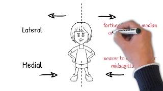 Anatomical directional terminology