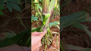 ST 79000570 mini rotary tillage and ridging all-in one tree 🌴