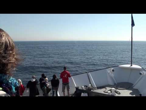 Video: San Diego Whale Watching - Bagaimana dan Kapan Melihat Mereka