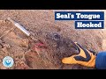 Massive Hook Stuck in Seal's Tongue!