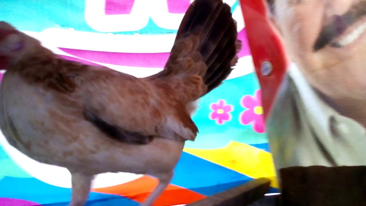 Gallos kikirikis criadero colima YouTube