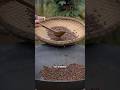From Coffee Cherries To Your Cup The Hidden Process Of Coffee Making