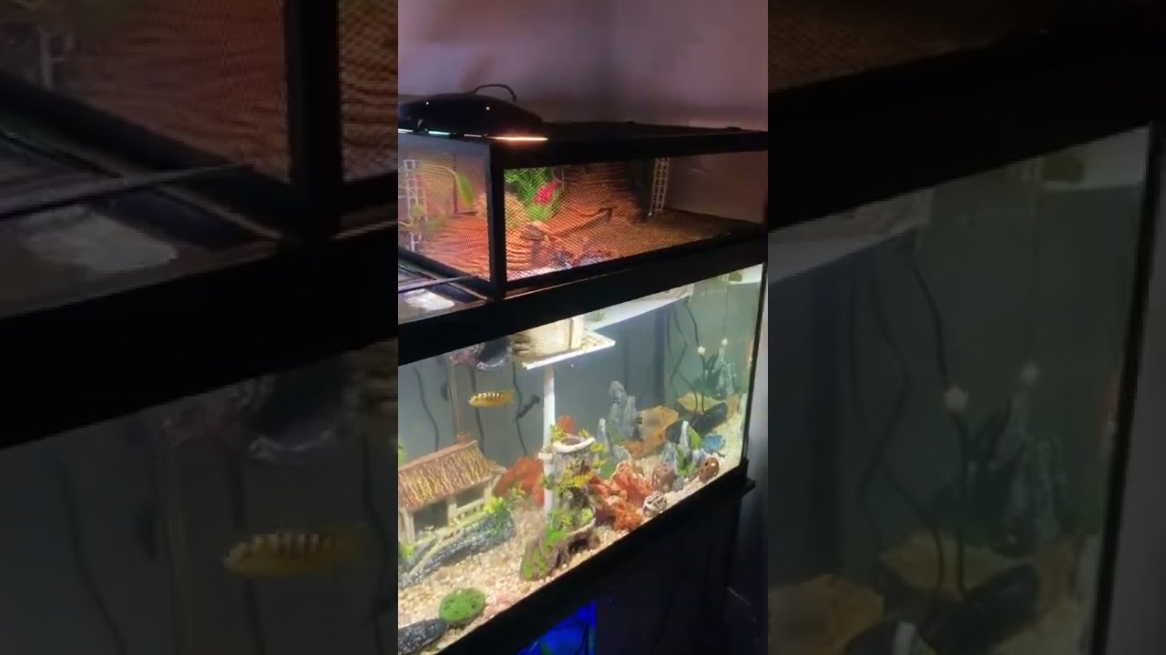  Turtle Basking Above Tank Dock 75 Gallon Uvb Heat Lamp