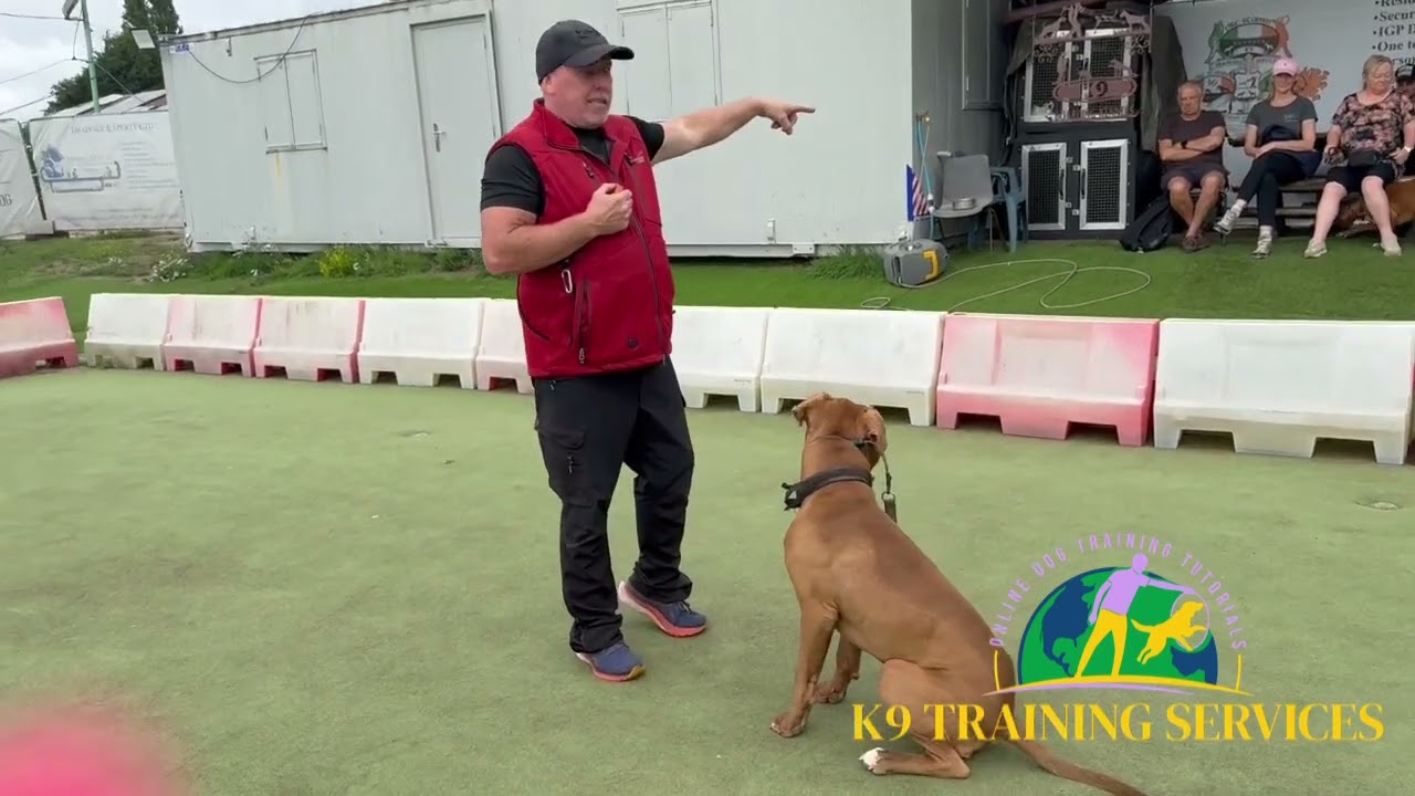 Another dog training in our training program 