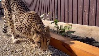 Cheetah Gerda followed the progress of the construction work. The builders would be shocked...