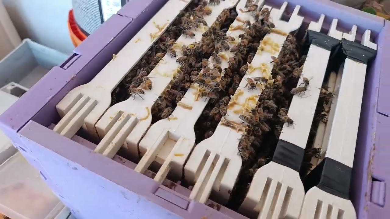 8 Gün Sonra: Belfast F1 vs Karnıyol F1 Gelişim Karşılaştırması 🐝 | Kovan Kontrolü 🍯#arıcılık #bee 