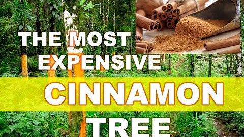 How the Most Expensive Ceylon Cinnamon  Farming, Cinnamon Harvest, Cinnamon Processing