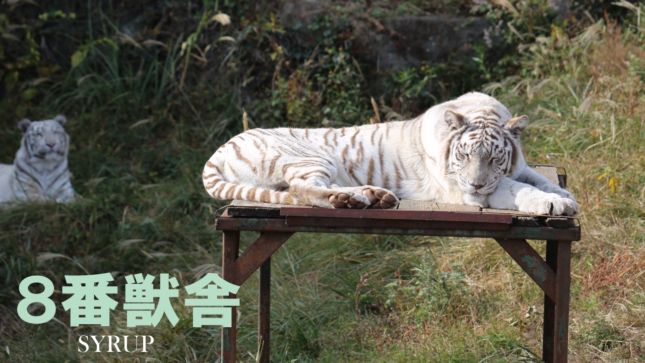 「2月18日」8番獣舎シロップファミリーライブ配信