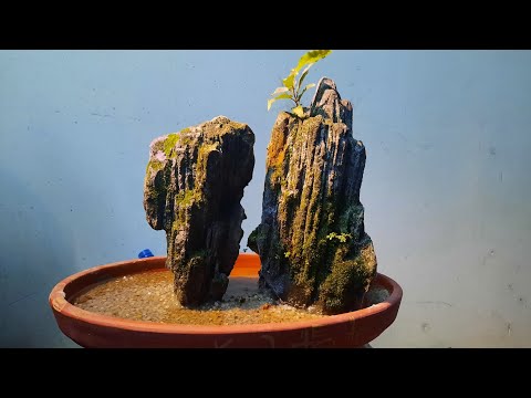Video tiểu cảnh đá san hô - youtube