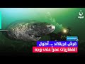 قرش غرينلاند أطول الفقاريات عمرا على وجه الأرض تقرير زاهر سالمة كائنات قناة الفلوجة 
