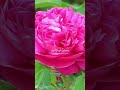 اني تبت اليك #المصحف #قران_كريم #اللغة_العربية #اكسبلور #الرحمن