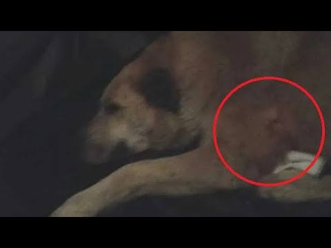 Video: UPDATE: Koira pelastui salaperäisten palovammojen kasvoillaan edelleen kasvot hymyillen