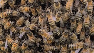 SAVING THE BEES!