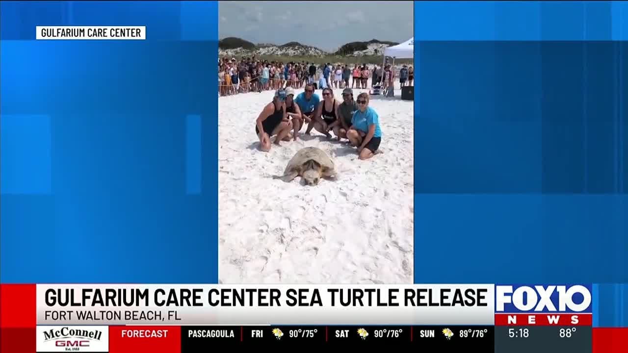Gulfarium Care Center sea turtle release - YouTube