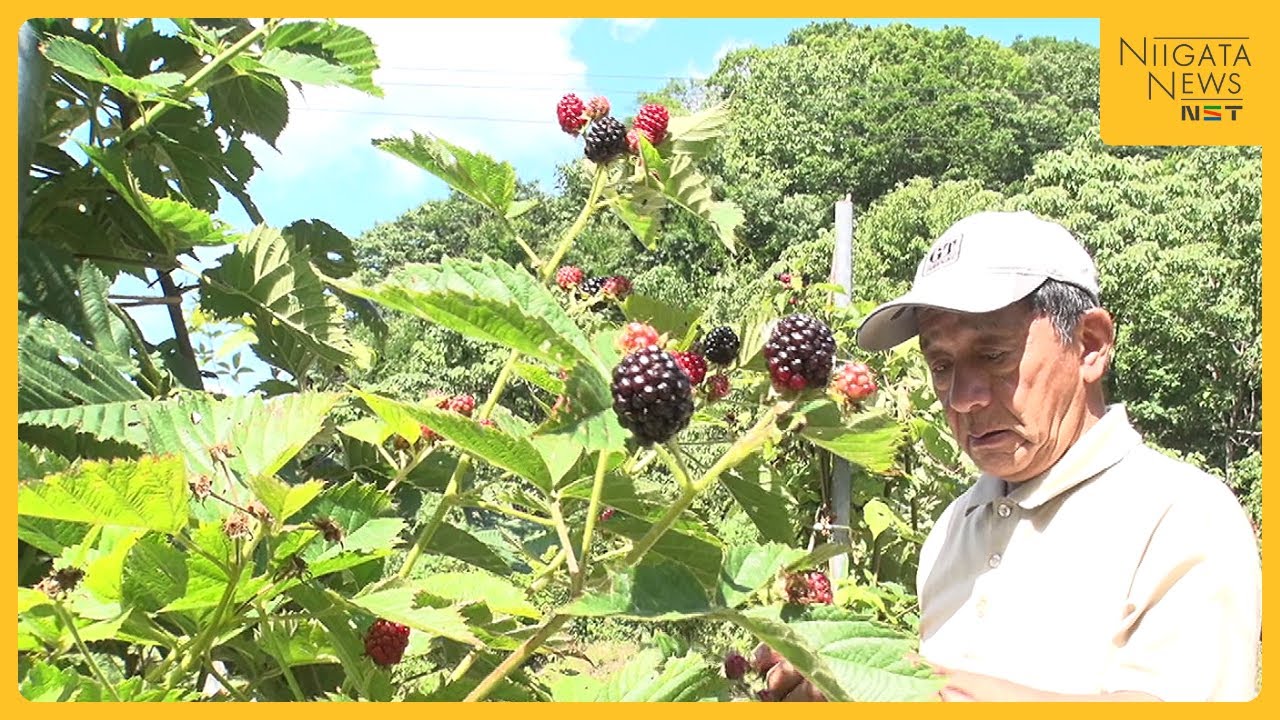 【特集】鳥獣被害対策の電気柵は不要⁉ 不利な土地もアイデアで収入の安定化図るブラックベリー農家