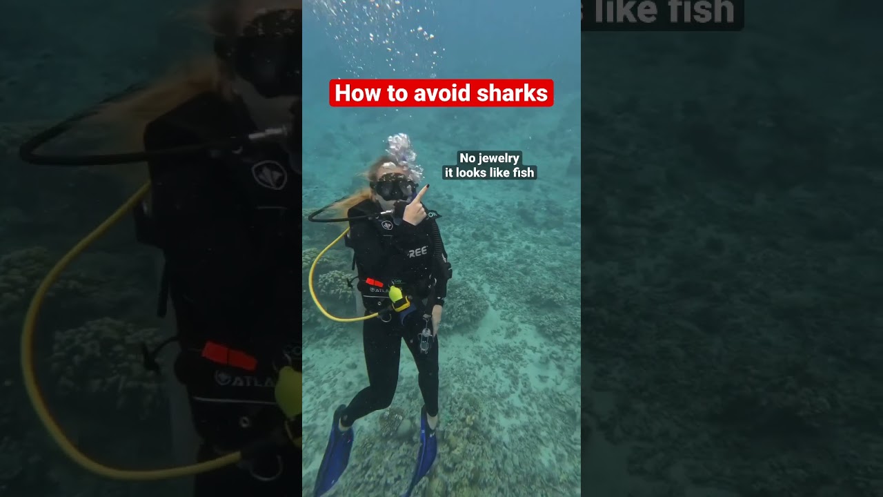 Tips to avoid a shark attack