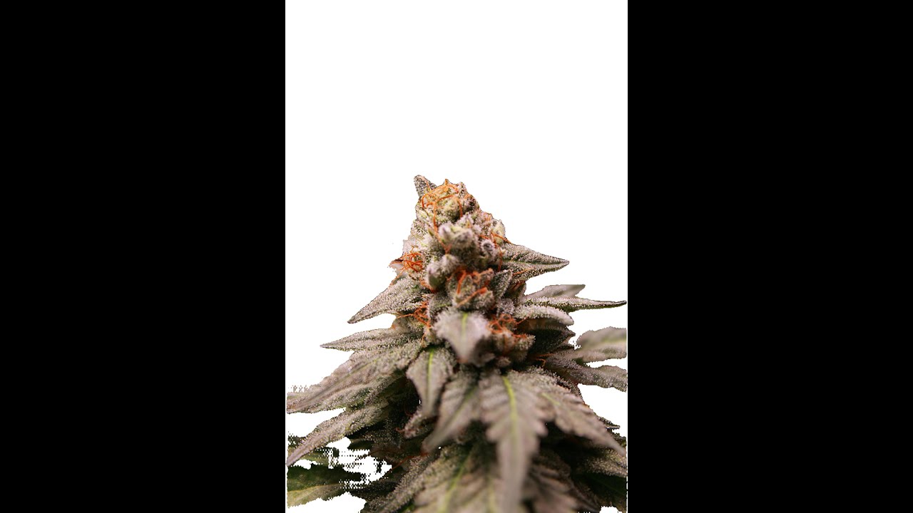 Elev8 seed Pheno hunt Run