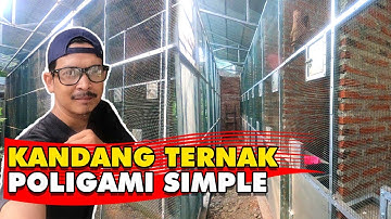 REVIEW KANDANG TERNAK MURAI BATU POLIGAMI SEDERHANA D